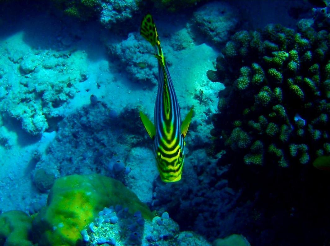 Ras Village Rasdhoo Екстериор снимка
