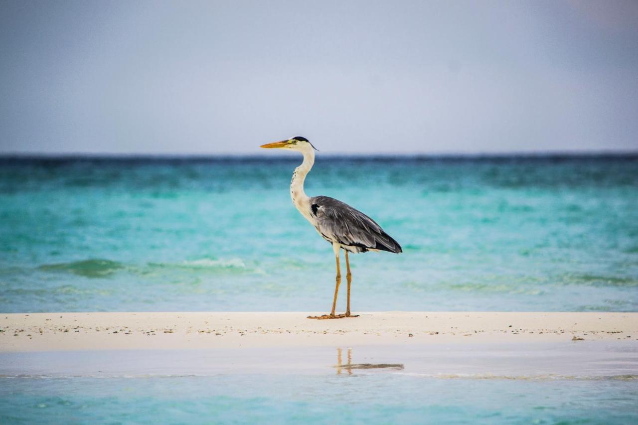 Ras Village Rasdhoo Екстериор снимка